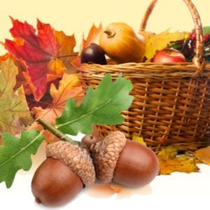 Acorn Harvest Hand Poured Soy (6.5oz) Candle